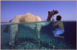 camel's safari by Ran Marom 